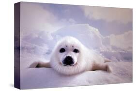 Seal Pup-null-Stretched Canvas