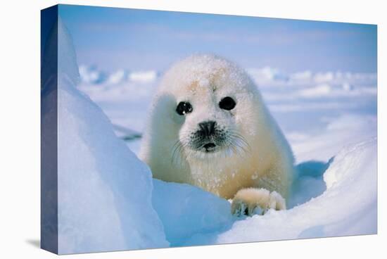 Seal Pup-null-Stretched Canvas