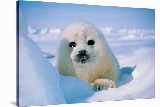 Seal Pup-null-Stretched Canvas