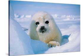 Seal Pup-null-Stretched Canvas