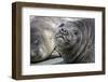 Seal pups on the beach of Gold Harbor, South Georgia Islands.-Tom Norring-Framed Photographic Print