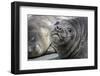 Seal pups on the beach of Gold Harbor, South Georgia Islands.-Tom Norring-Framed Photographic Print