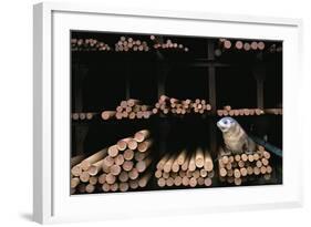 Seal Resting in Bin at Whaling Station-Paul Souders-Framed Photographic Print