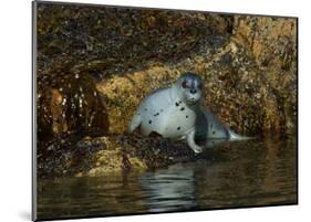 Seal Surprise-Charles Glover-Mounted Giclee Print