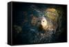 Seal Swim in Sea in San Diego Beach.-Songquan Deng-Framed Stretched Canvas