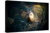 Seal Swim in Sea in San Diego Beach.-Songquan Deng-Stretched Canvas