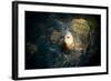 Seal Swim in Sea in San Diego Beach.-Songquan Deng-Framed Photographic Print