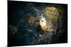 Seal Swim in Sea in San Diego Beach.-Songquan Deng-Mounted Photographic Print