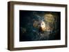 Seal Swim in Sea in San Diego Beach.-Songquan Deng-Framed Photographic Print