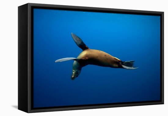 Seal Swimming-Lantern Press-Framed Stretched Canvas