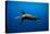 Seal Swimming-Lantern Press-Stretched Canvas