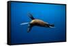 Seal Swimming-Lantern Press-Framed Stretched Canvas