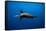 Seal Swimming-Lantern Press-Framed Stretched Canvas