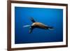 Seal Swimming-Lantern Press-Framed Art Print