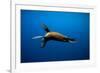 Seal Swimming-Lantern Press-Framed Premium Giclee Print