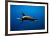 Seal Swimming-Lantern Press-Framed Premium Giclee Print