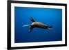 Seal Swimming-Lantern Press-Framed Premium Giclee Print