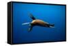 Seal Swimming-Lantern Press-Framed Stretched Canvas