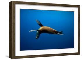 Seal Swimming-Lantern Press-Framed Art Print