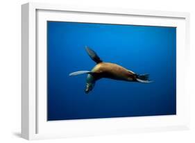 Seal Swimming-Lantern Press-Framed Art Print