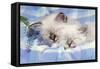 Seal Tabby and Blue Tabby Birman Kittens-null-Framed Stretched Canvas