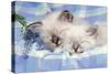 Seal Tabby and Blue Tabby Birman Kittens-null-Stretched Canvas