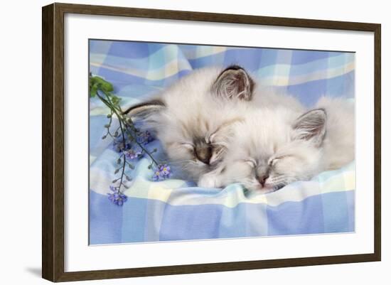 Seal Tabby and Blue Tabby Birman Kittens-null-Framed Photographic Print