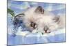 Seal Tabby and Blue Tabby Birman Kittens-null-Mounted Photographic Print