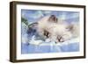 Seal Tabby and Blue Tabby Birman Kittens-null-Framed Photographic Print