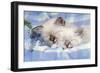 Seal Tabby and Blue Tabby Birman Kittens-null-Framed Photographic Print