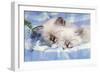 Seal Tabby and Blue Tabby Birman Kittens-null-Framed Photographic Print