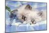 Seal Tabby and Blue Tabby Birman Kittens-null-Mounted Photographic Print