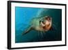 Seal Up Close-Lantern Press-Framed Art Print