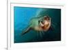 Seal Up Close-Lantern Press-Framed Premium Giclee Print