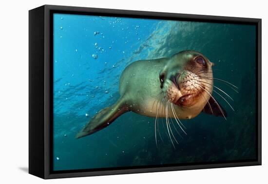 Seal Up Close-Lantern Press-Framed Stretched Canvas