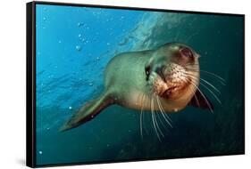 Seal Up Close-Lantern Press-Framed Stretched Canvas