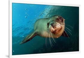 Seal Up Close-Lantern Press-Framed Art Print