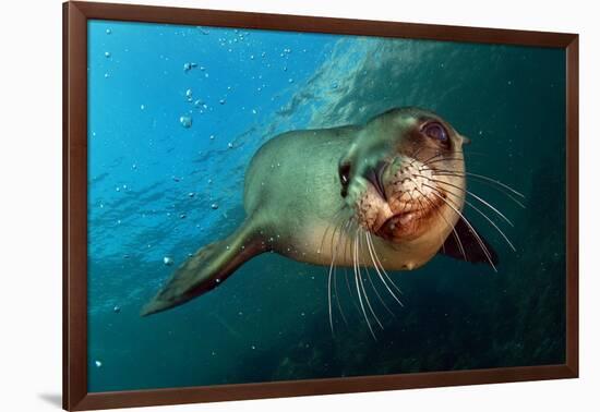 Seal Up Close-Lantern Press-Framed Art Print