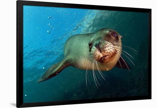 Seal Up Close-Lantern Press-Framed Art Print