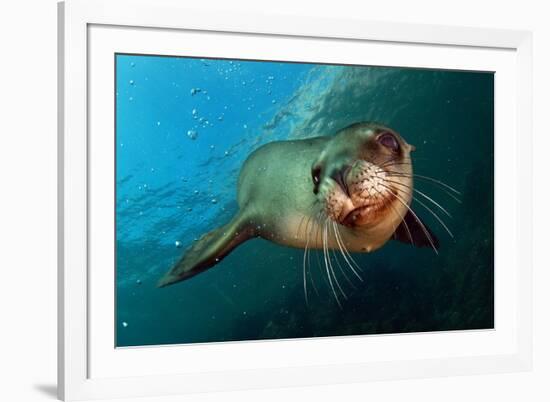 Seal Up Close-Lantern Press-Framed Art Print