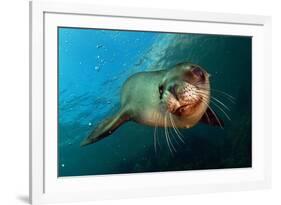 Seal Up Close-Lantern Press-Framed Art Print