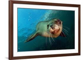 Seal Up Close-Lantern Press-Framed Art Print