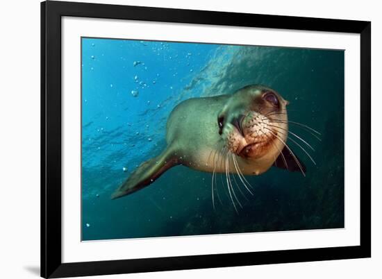 Seal Up Close-Lantern Press-Framed Art Print