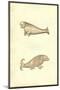 Seal & Walrus Creatures-Ulisse Aldrovandi-Mounted Art Print