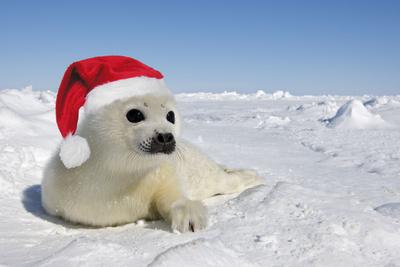 Seal Wearing Christmas Hat' Photographic Print | AllPosters.com