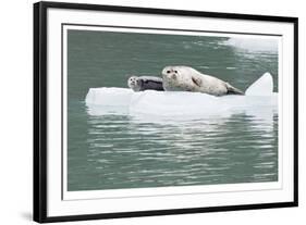 Seal With Pup On Iceberg-Donald Paulson-Framed Giclee Print