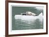 Seal With Pup On Iceberg-Donald Paulson-Framed Giclee Print