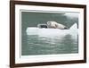 Seal With Pup On Iceberg-Donald Paulson-Framed Giclee Print