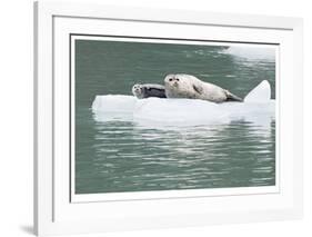 Seal With Pup On Iceberg-Donald Paulson-Framed Giclee Print