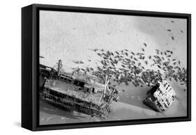 Seal Wreck-Howard Ruby-Framed Stretched Canvas